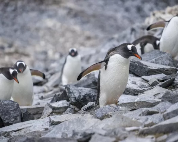 Gentoo penguins on a rocky shore
